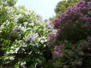 Flieder am St. Marxer Friedhof