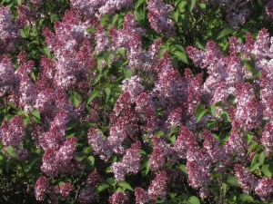 Flieder am St. Marxer Friedhof