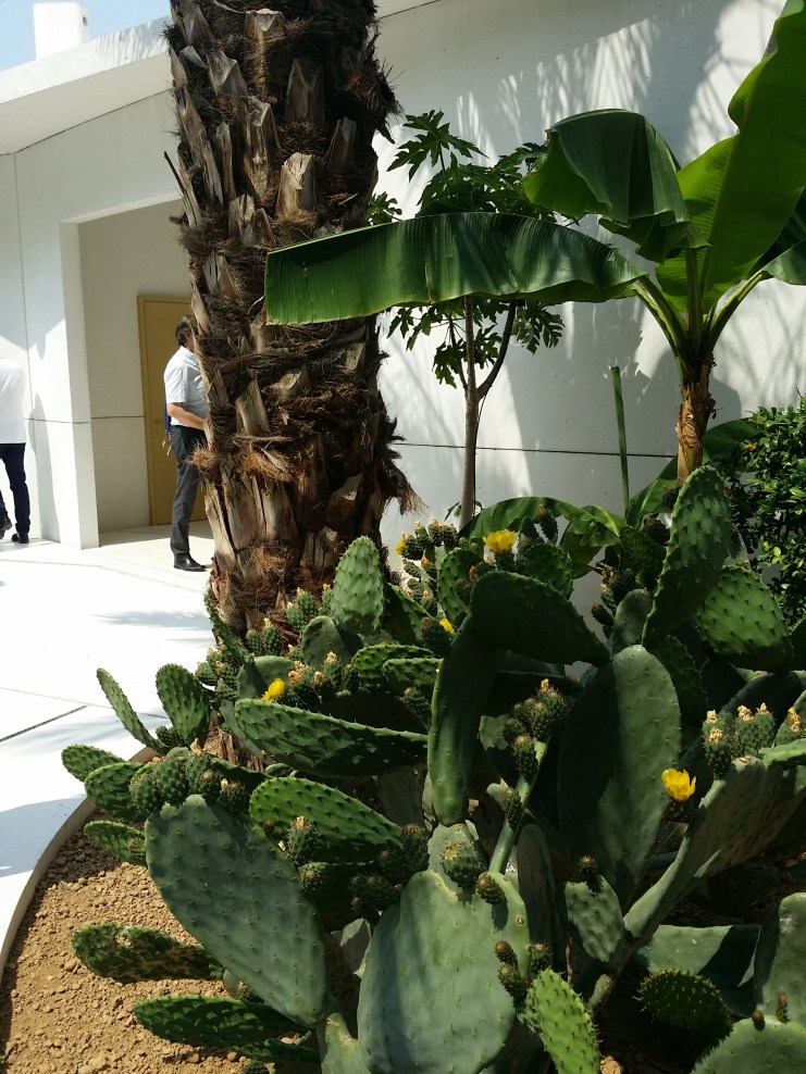 Kakteengarten in Bahrain