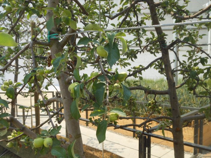Durch Gemüse- und Kräutergarten gelangt man zum französischen Pavillon.