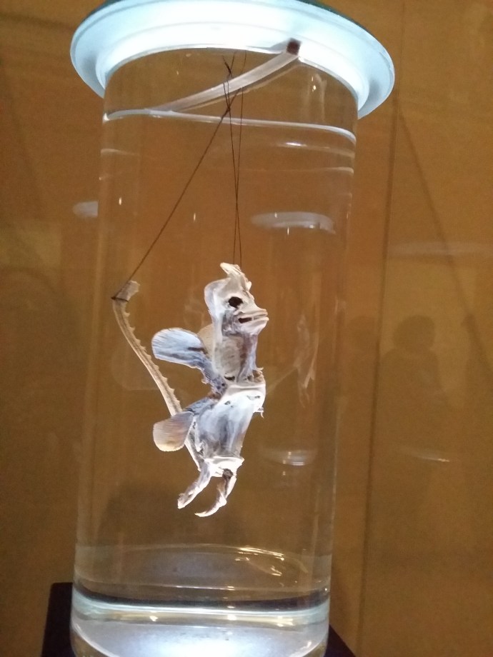 Basilisk (aus Fischteilen, um 1600)